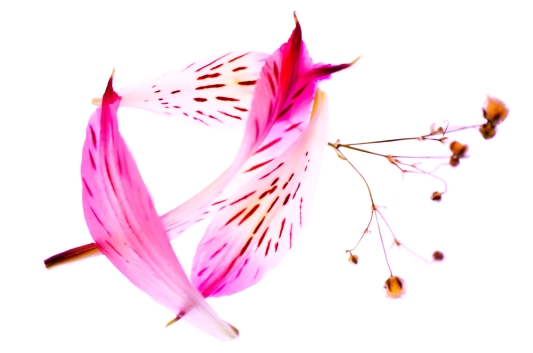 Feathery Petals